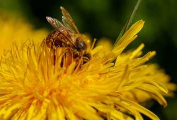 Pszczoła zapylająca kwiat, nektar. Owad na mleczu.