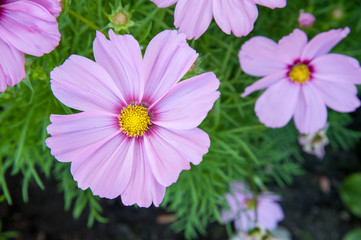 Obraz premium Flower