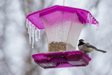 black capped chickadee at feeder during freezing rain © Mircea Costina