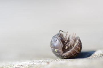 woodlouse on his back