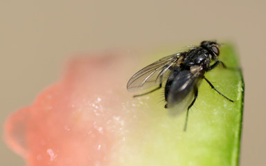 fly on a melon