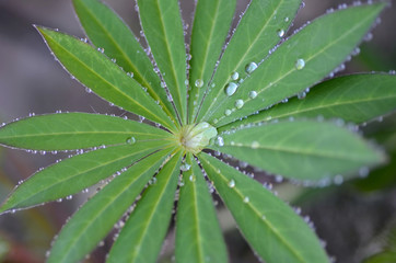 green leaf with water drops