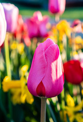 Kolorowe tulipana, kielichy, zblizenie. Uprawa kwiatow.