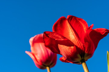 Kolorowe tulipana, kielichy, zblizenie. Uprawa kwiatow.
