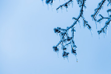 Freezing rain, thick layer of glaze ice on trees branches in Montreal, Canada, 10 April 2019