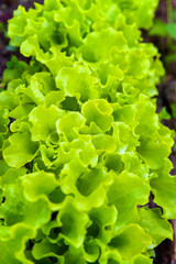 Agricultural field with green leaf lettuce salad on garden bed in vegetable field. Gardening background with green lettuce plants. Organic health food vegan vegetarian diet concept