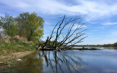 huge tree lying in the river, Poland