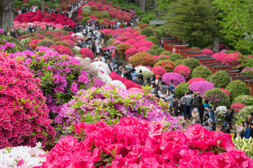 Azalea Festival at Nezu Shrine in Tokyo, Japan　色とりどりのツツジが咲く日本庭園