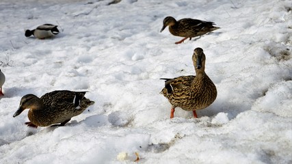 Wild ducks in the snow