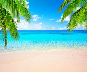 Fototapeta na wymiar Coconut palm trees and blue sky and sea