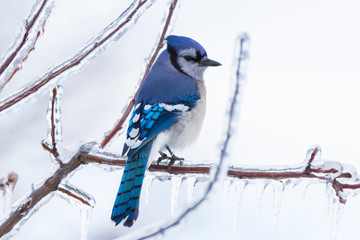 blue jay in winter