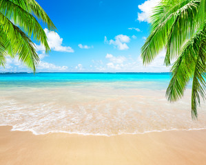 Coconut palm trees and blue sky and sea