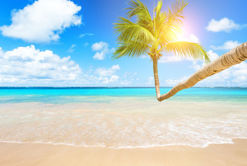Obraz na płótnie Canvas Coconut palm trees and blue sky and sea