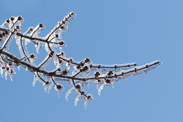 Freezing rain, thick layer of glaze ice on trees branches in Montreal, Canada, 10 April 2019