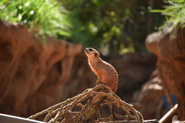 Meerkat Sentries