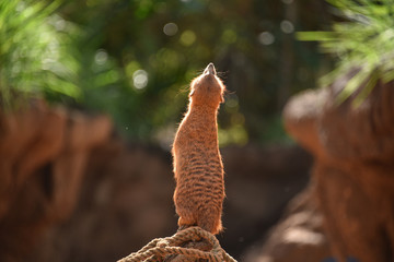 Meerkat Sentries