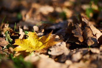 Yellow maple leaf in brown fallen leaves