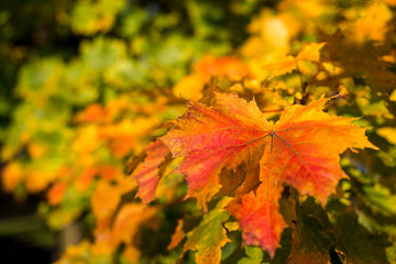 Maple leaves in autumnd colours