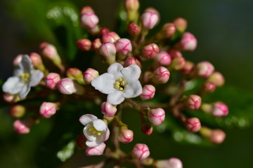 nahaufnahme von blütenknospen im frühling