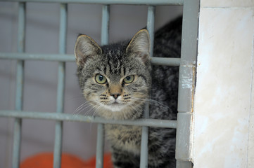 the cat stuck his head out of the cage in the shelter, really wants to go home
