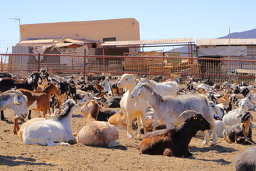 Goat flock in a farm in the naked mountains of gran canaria in spain