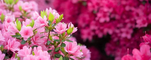 Fotobehang Roze azalea bloemen achtergrond Roze azalea bloemen achtergrond © wooooooojpn