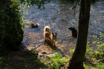 Two dogs taking a bath in the river