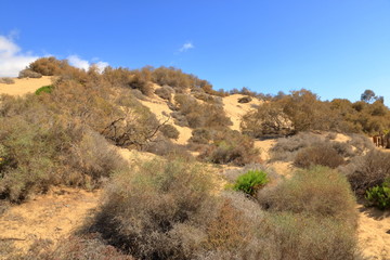 Aerial view of the Maspalomas dunes on Gran Canaria island.