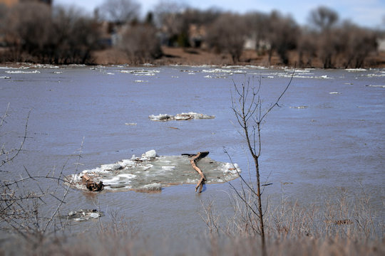 goose,nature,parck
