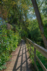 walking through nature on a wooden path