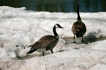goose,nature,parck