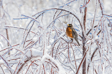 American robin in freezing rain
