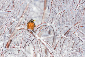 American robin in freezing rain