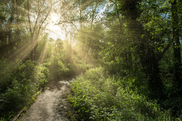 Sunbeams during a walk on a path