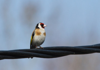 European goldfinch (Carduelis carduelis) sitting on the power line