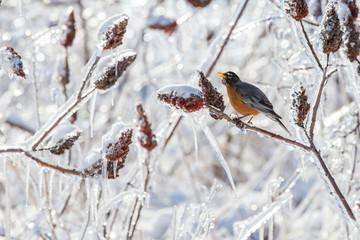 American robin in freezing rain