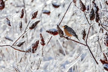 American robin in freezing rain