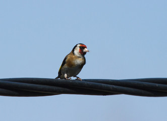European goldfinch (Carduelis carduelis) sitting on the power line