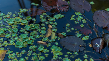 leaves in lake