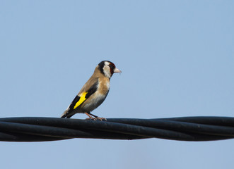 European goldfinch (Carduelis carduelis) sitting on the power line