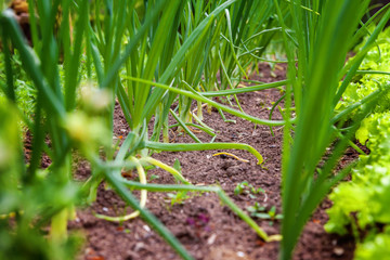Agricultural field with green leaf lettuce salad and onion on garden bed in vegetable field. Gardening background with green lettuce plants. Organic health food vegan vegetarian diet concept