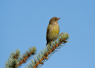 European greenfinch (Chloris chloris) female sitting on the branch of fir tree