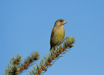 European greenfinch (Chloris chloris) female sitting on the branch of fir tree