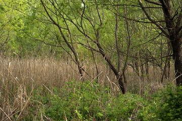 森林の中の湿原