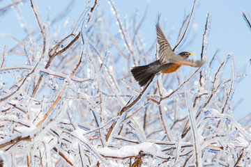 American robin in freezing rain