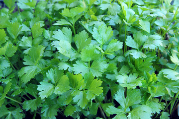 Fototapeta na wymiar young seedlings of celery