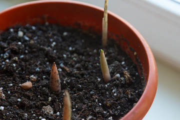 Young sprout in springtime