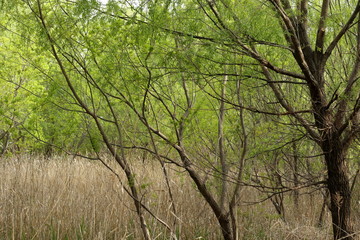 森林の中の湿原