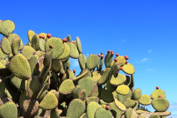 Opuntia ficus indica with prickly pear fruits against blue sky