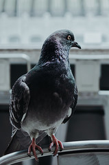 Retrato de paloma en tonalidades grises en ciudad de méxico 